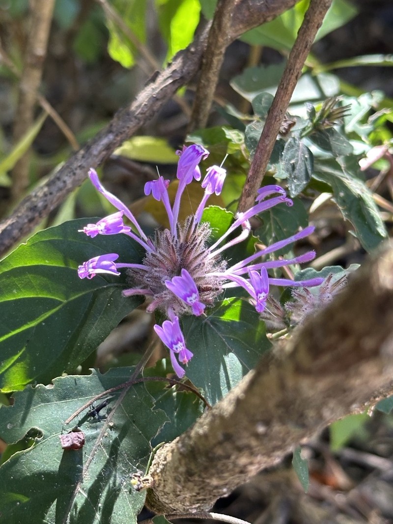 Hypoestes longituba photo 3