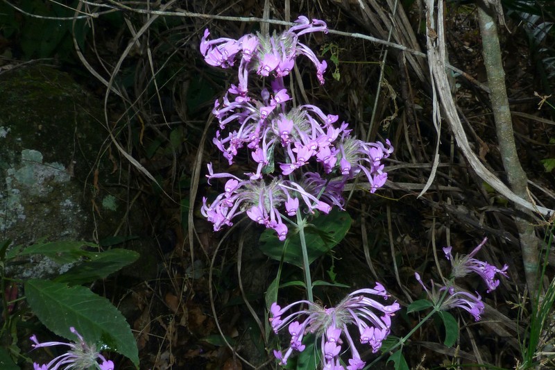 Hypoestes longituba photo 4