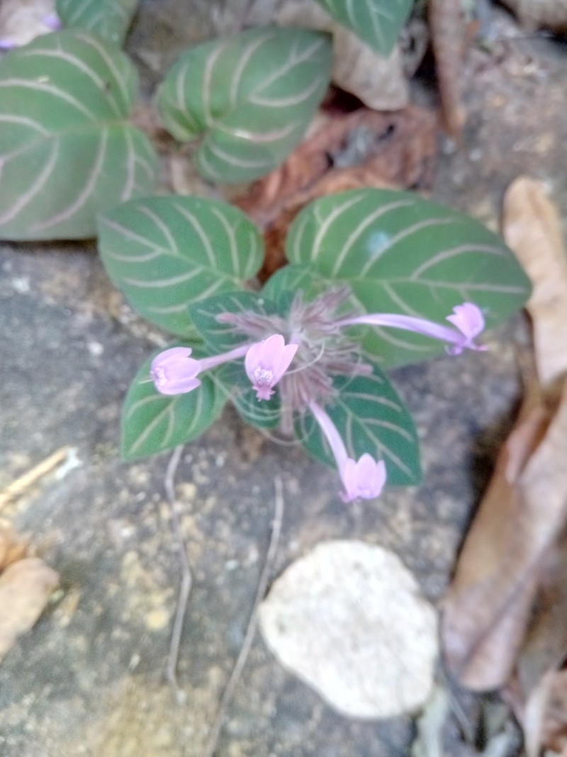 Hypoestes longituba photo 5