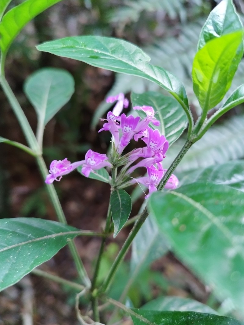Hypoestes longituba photo 6