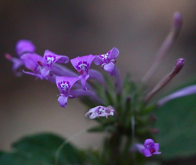 Hypoestes longituba photo 7