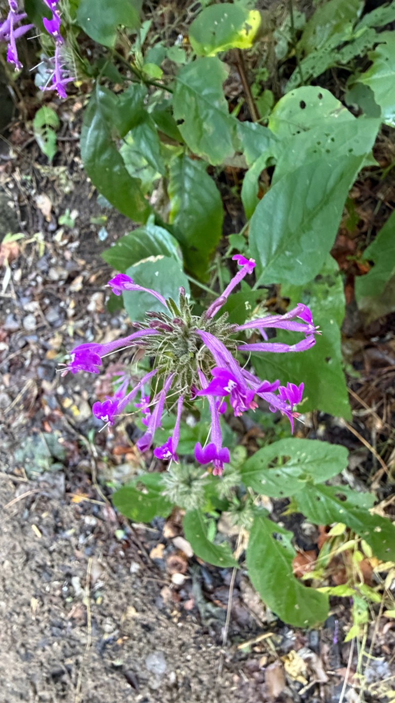 Hypoestes longituba photo 8