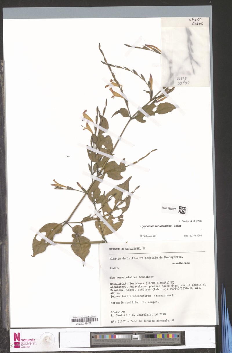 Hypoestes loniceroides
