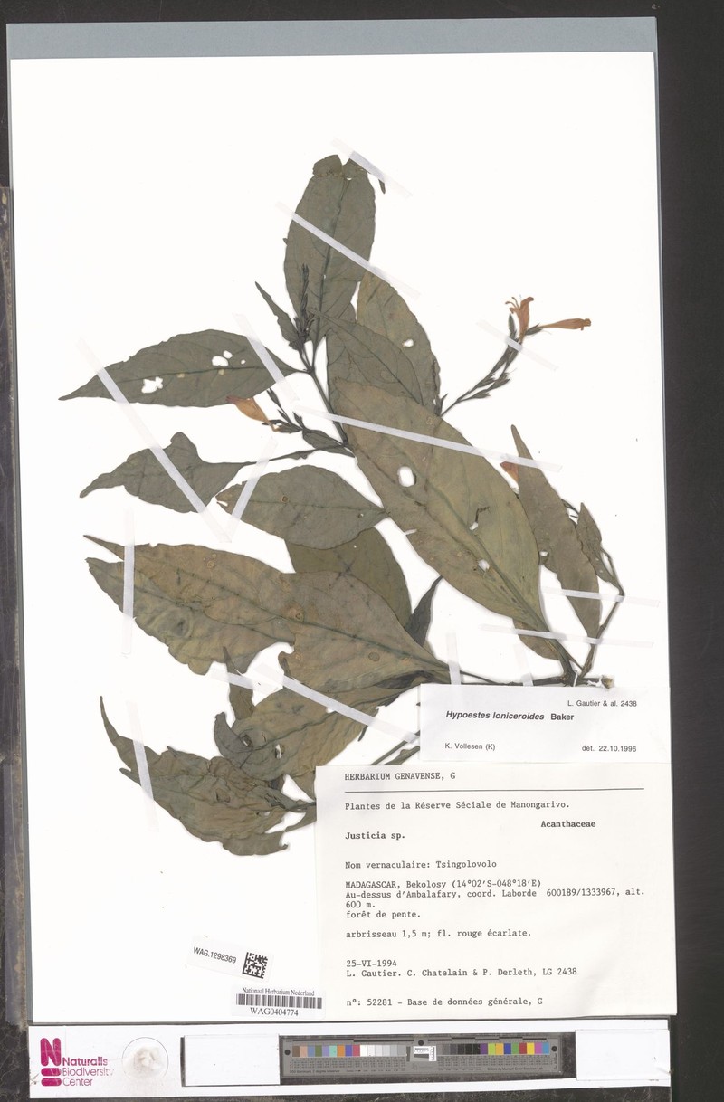 Hypoestes loniceroides photo 2