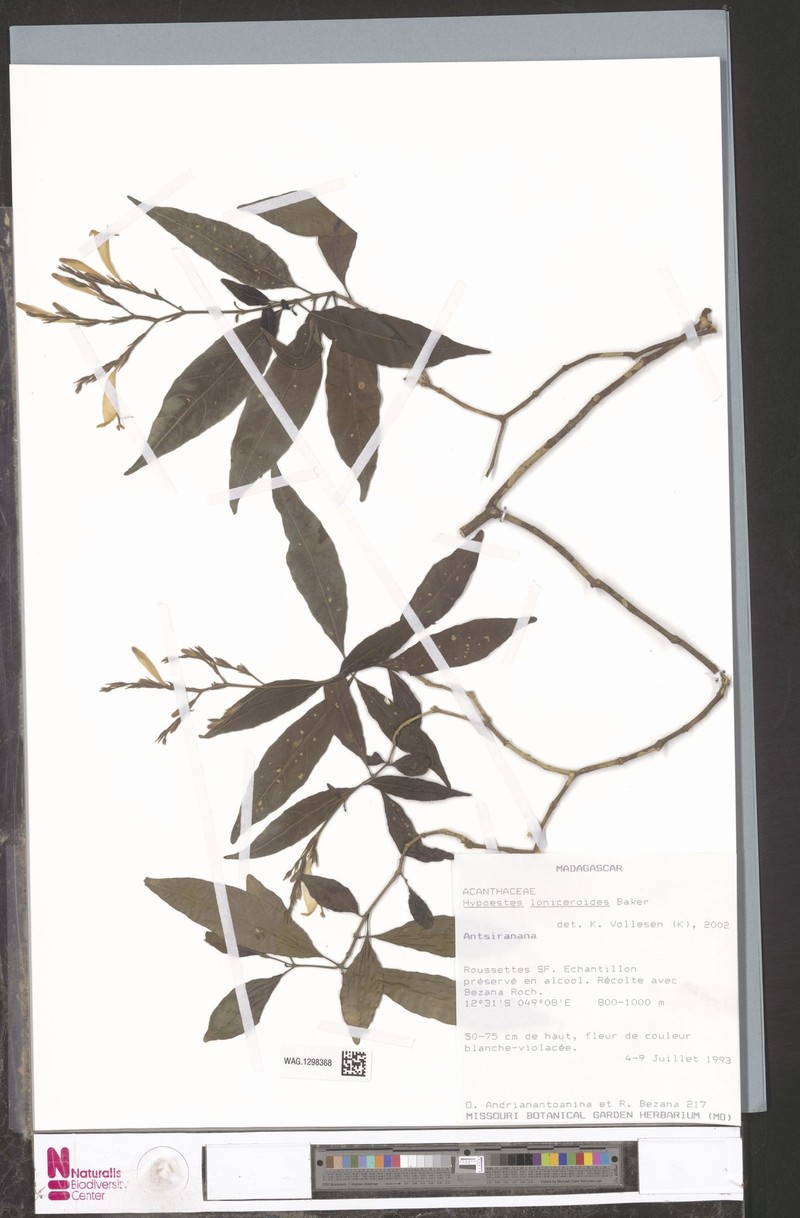 Hypoestes loniceroides photo 3