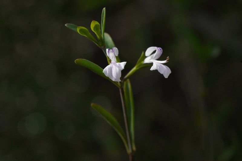Hypoestes maculosa