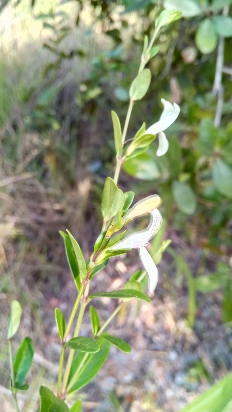 Hypoestes maculosa photo 2