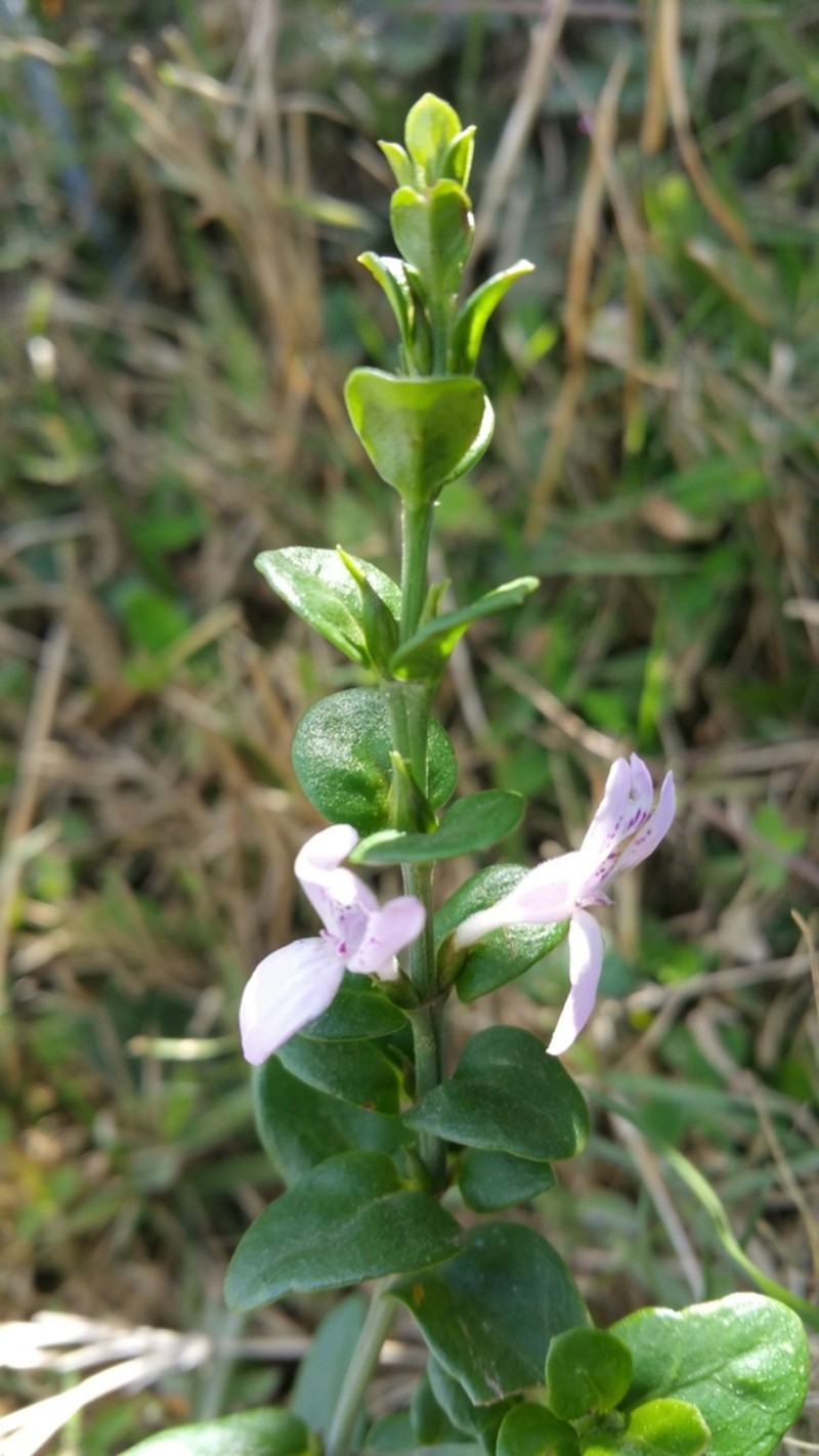 Hypoestes maculosa photo 3
