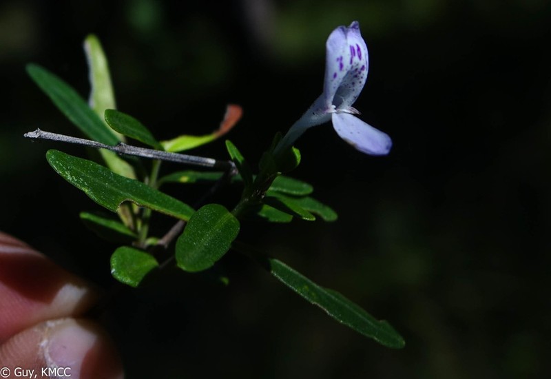 Hypoestes maculosa photo 5