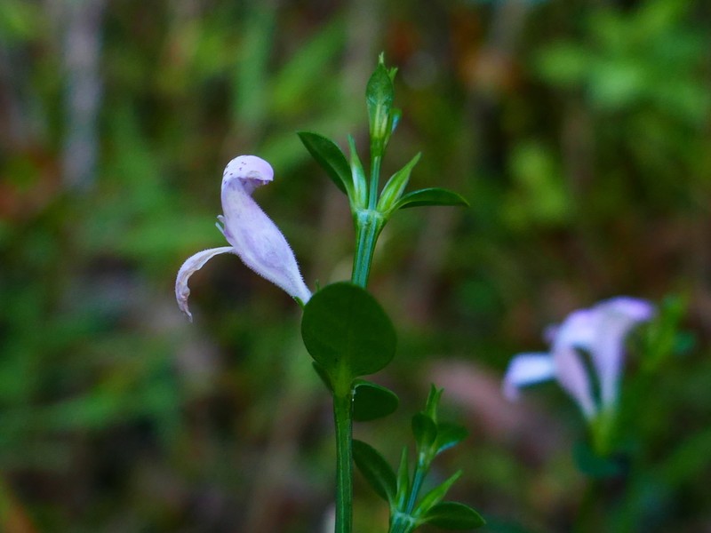 Hypoestes maculosa photo 6