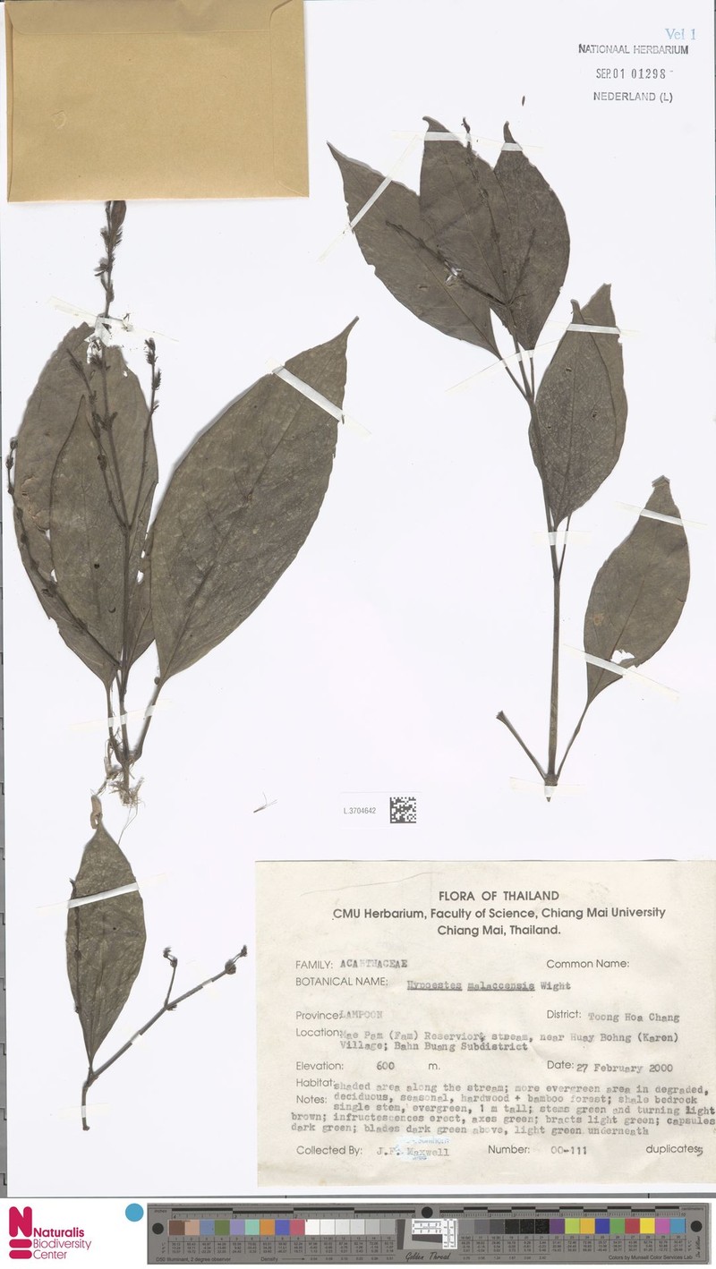 Hypoestes malaccensis