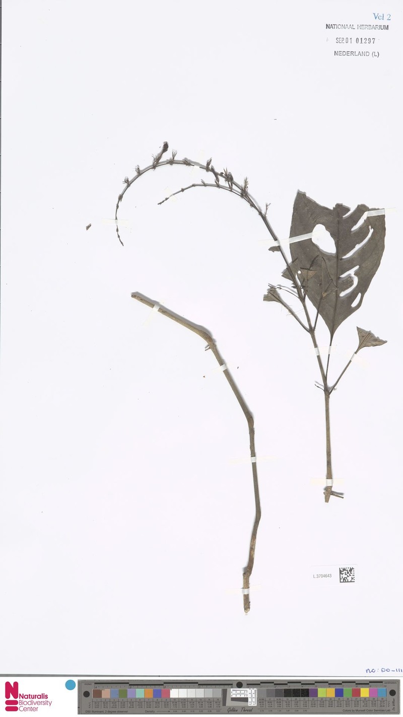 Hypoestes malaccensis photo 2