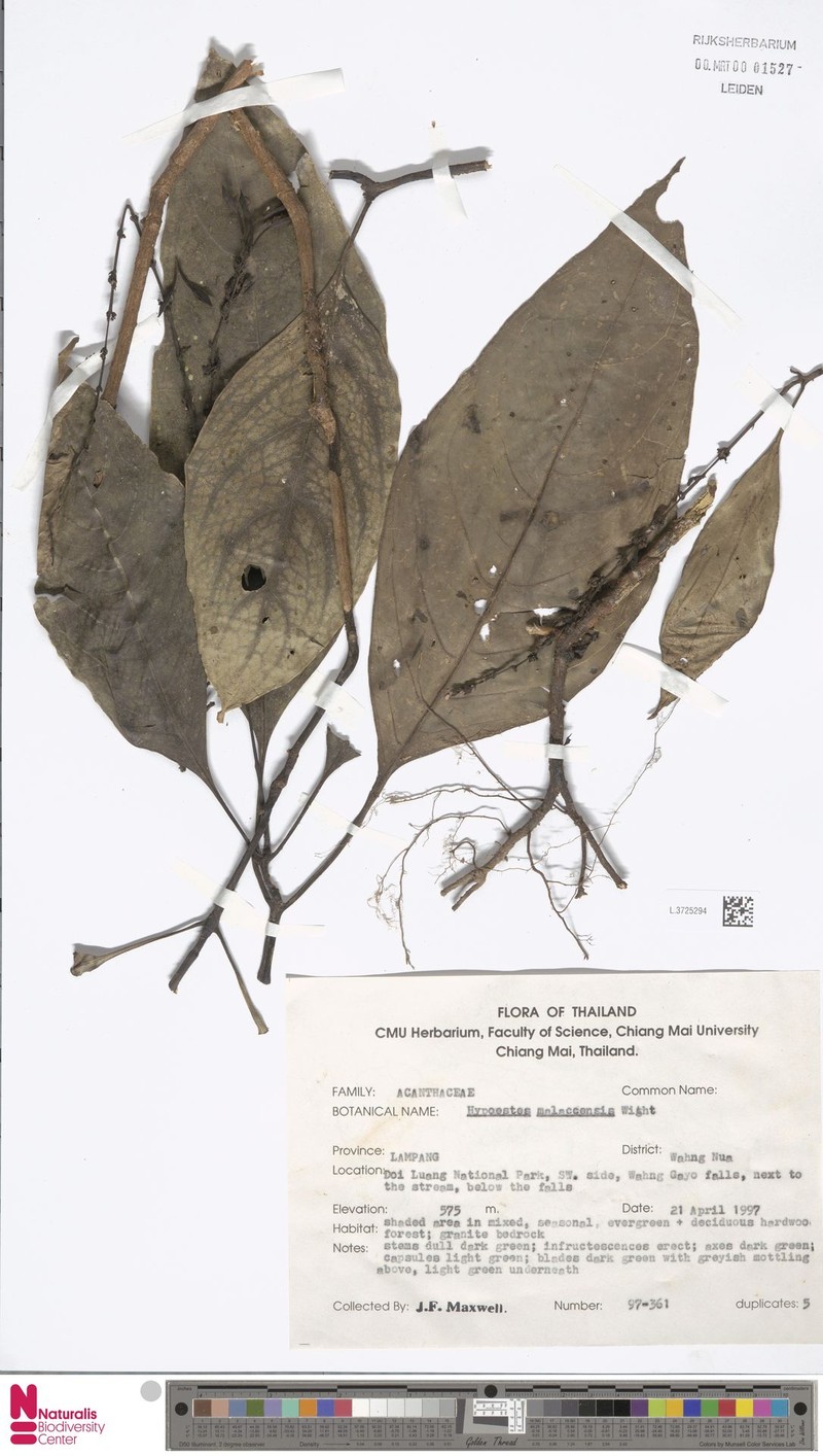 Hypoestes malaccensis photo 3