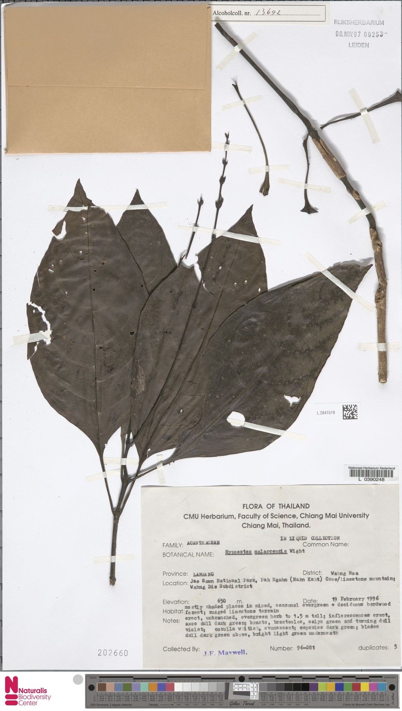 Hypoestes malaccensis photo 4