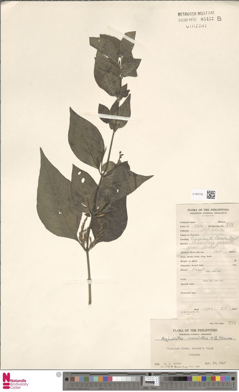 Hypoestes merrillii