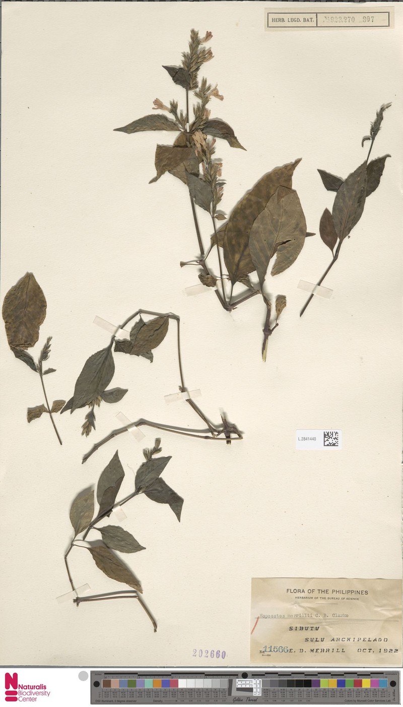 Hypoestes merrillii photo 2