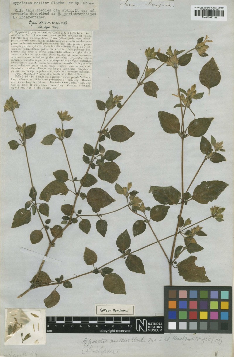 Hypoestes mollior