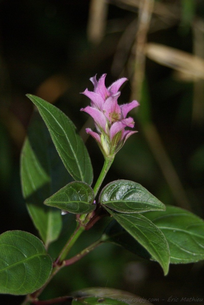 Hypoestes multispicata
