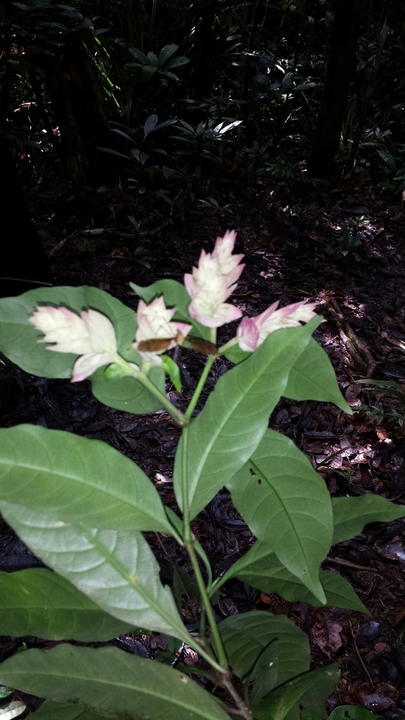 Hypoestes multispicata photo 4