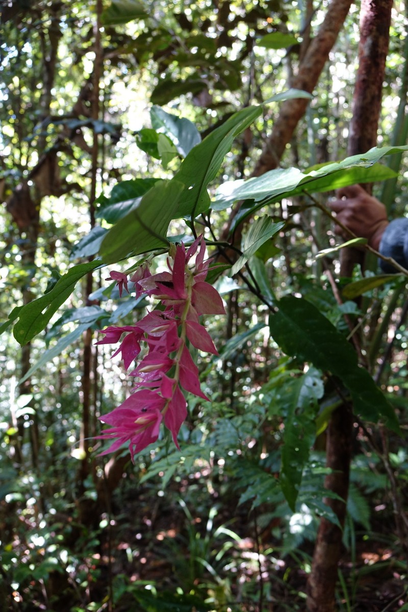 Hypoestes multispicata photo 5