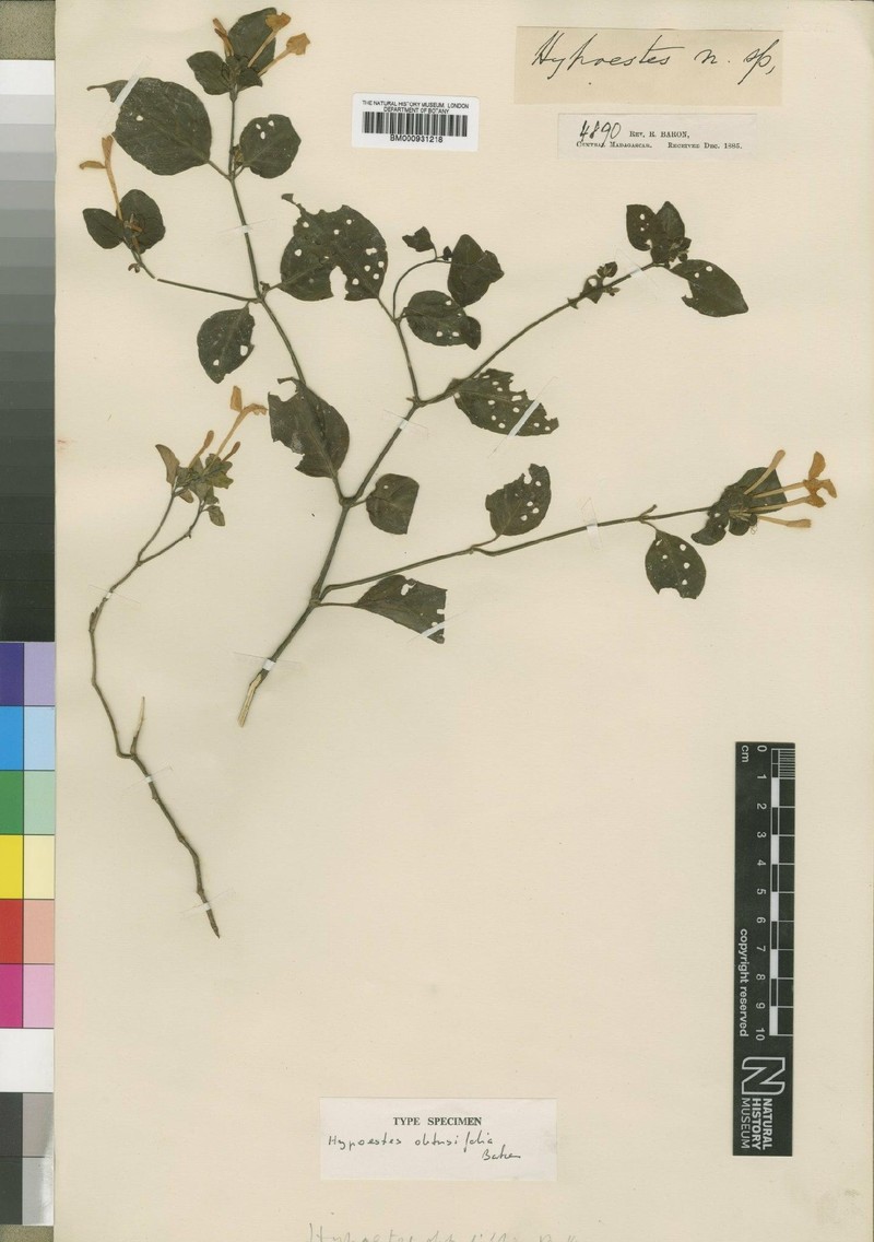 Hypoestes obtusifolia