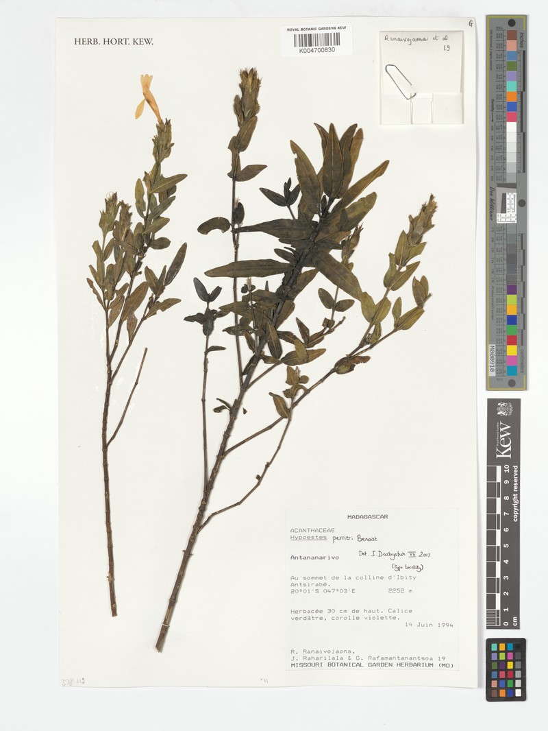 Hypoestes perrieri
