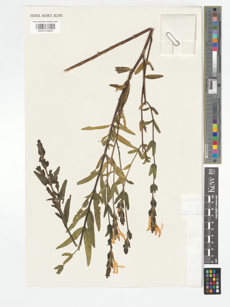 Hypoestes perrieri photo 2