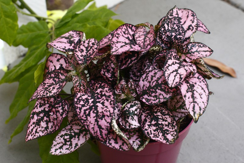 Polkadot-Plant photo 2