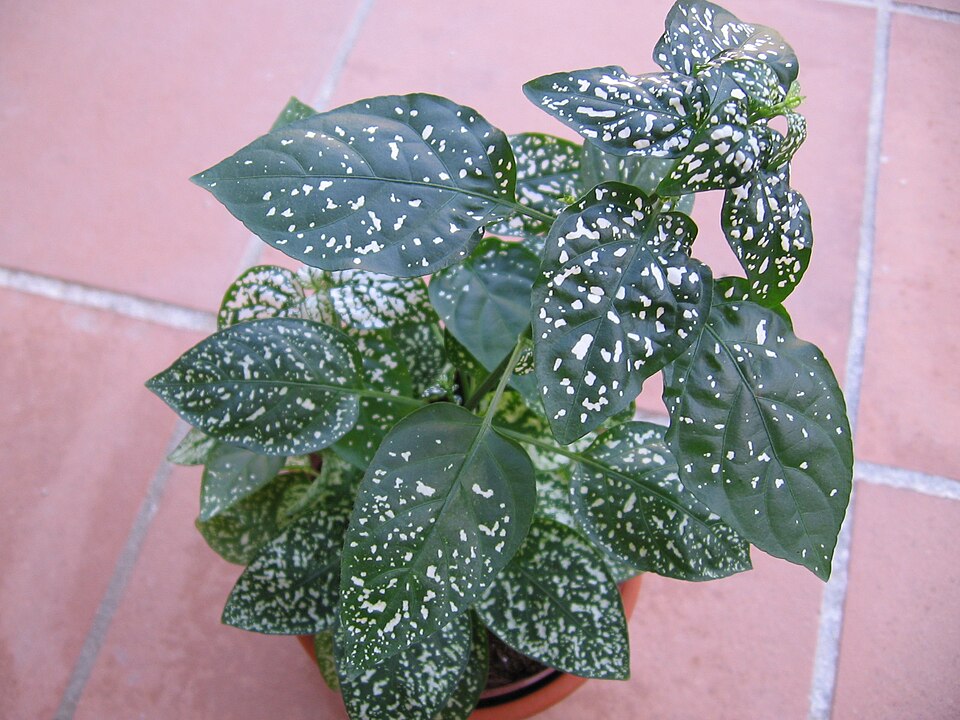 Polkadot-Plant photo 3