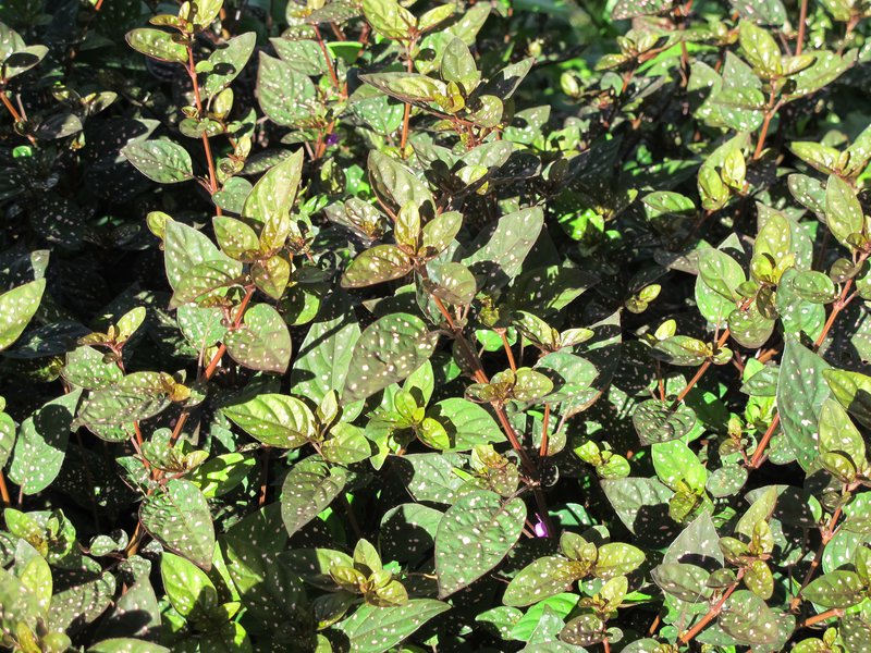 Polkadot-Plant photo 4