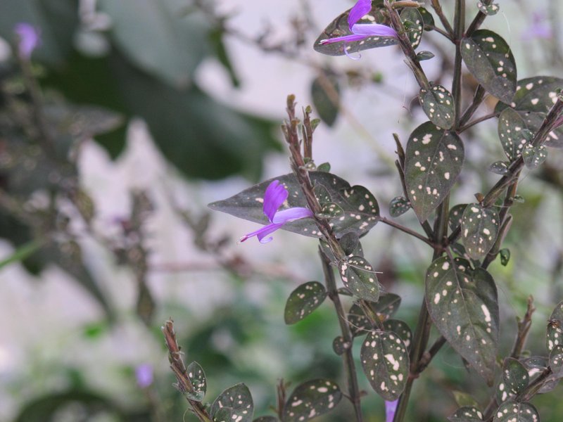 Polkadot-Plant photo 5