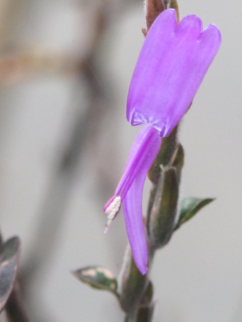 Polkadot-Plant photo 6