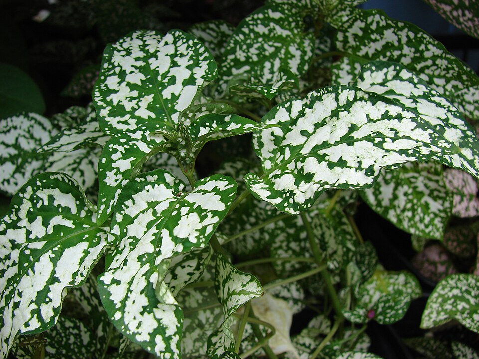 Polkadot-Plant photo 7