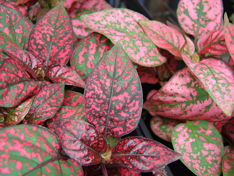 Polkadot-Plant photo 8