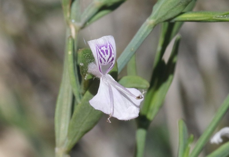 Hypoestes poissonii