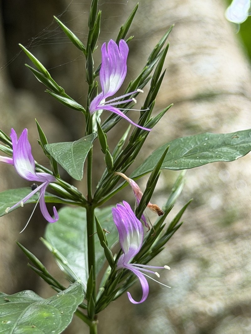 Hypoestes polythyrsa