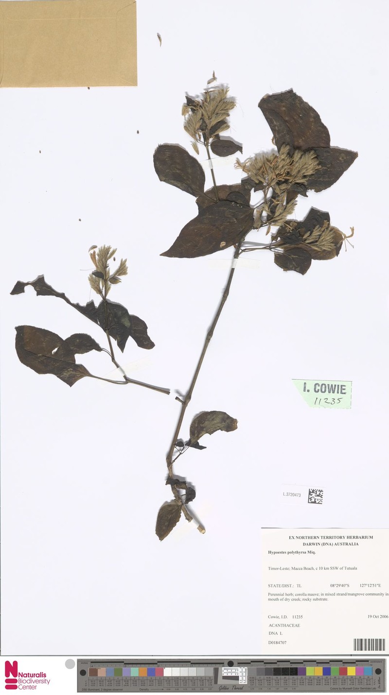Hypoestes polythyrsa photo 2
