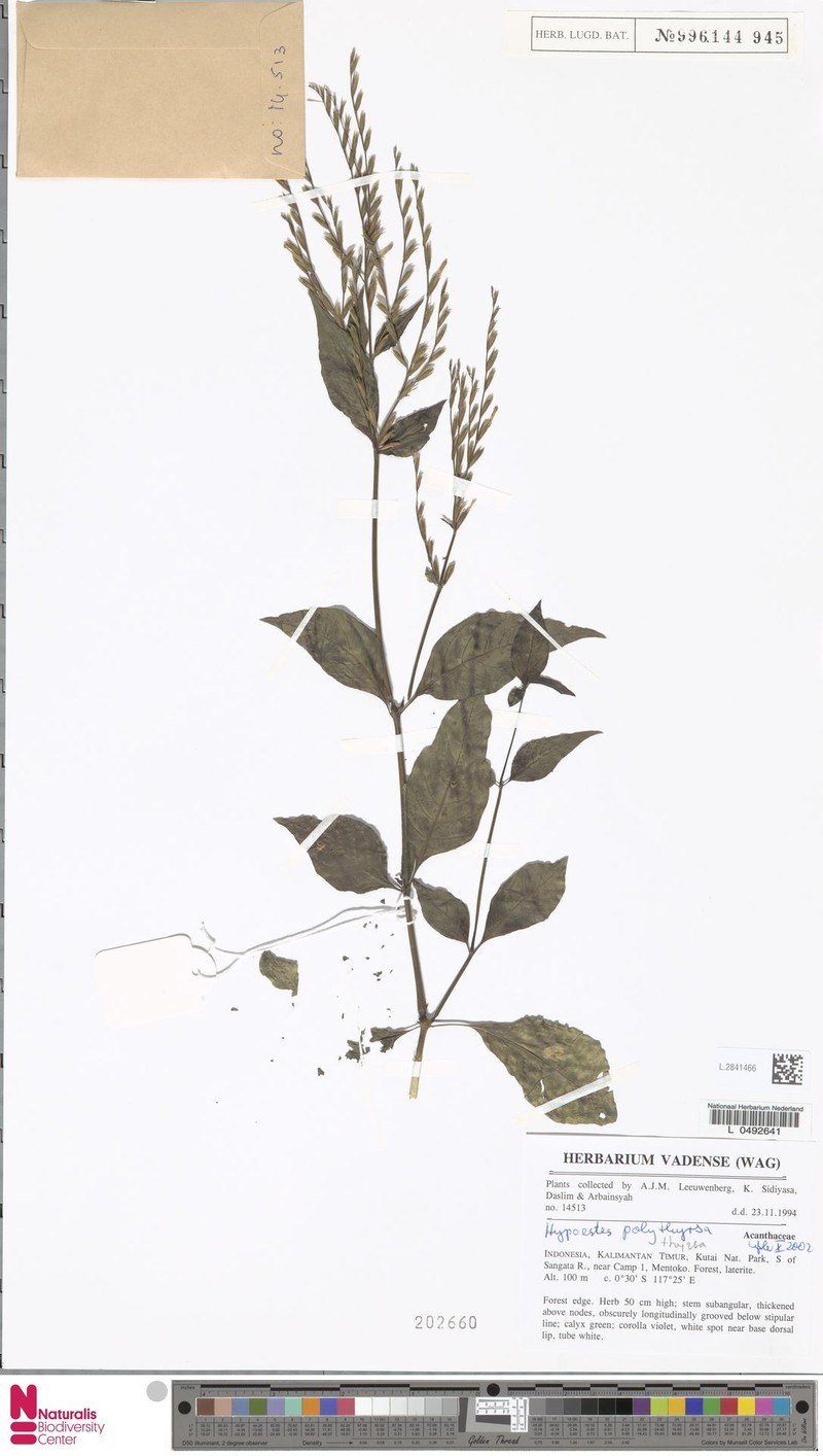 Hypoestes polythyrsa photo 3