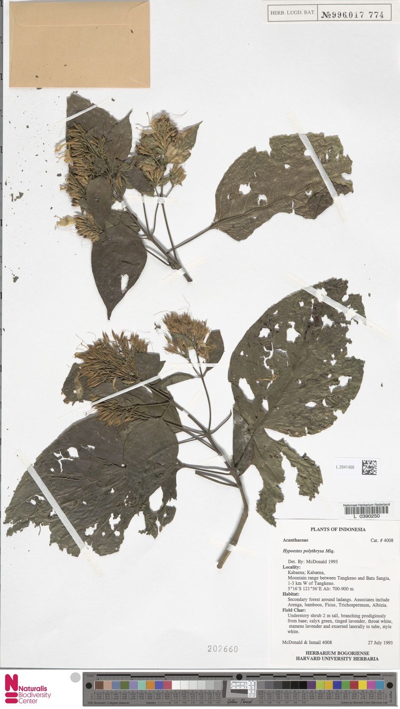 Hypoestes polythyrsa photo 4