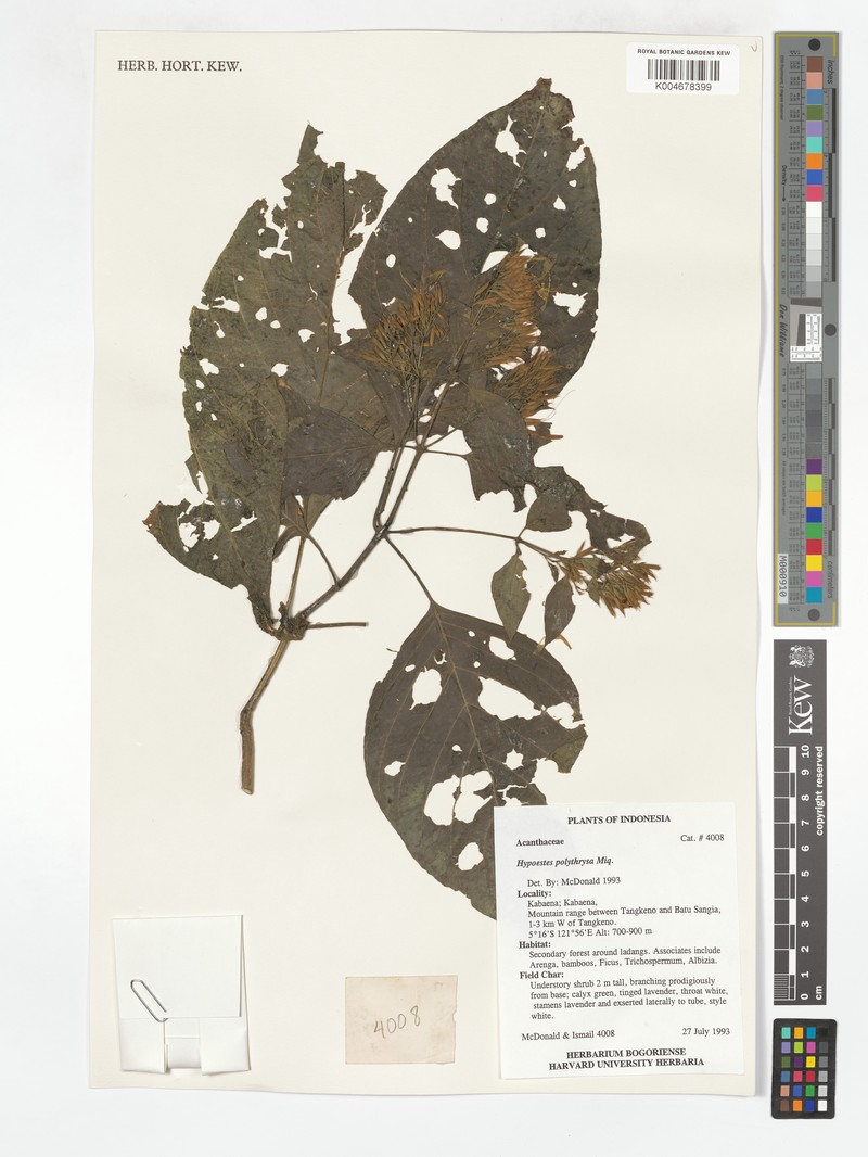 Hypoestes polythyrsa photo 5