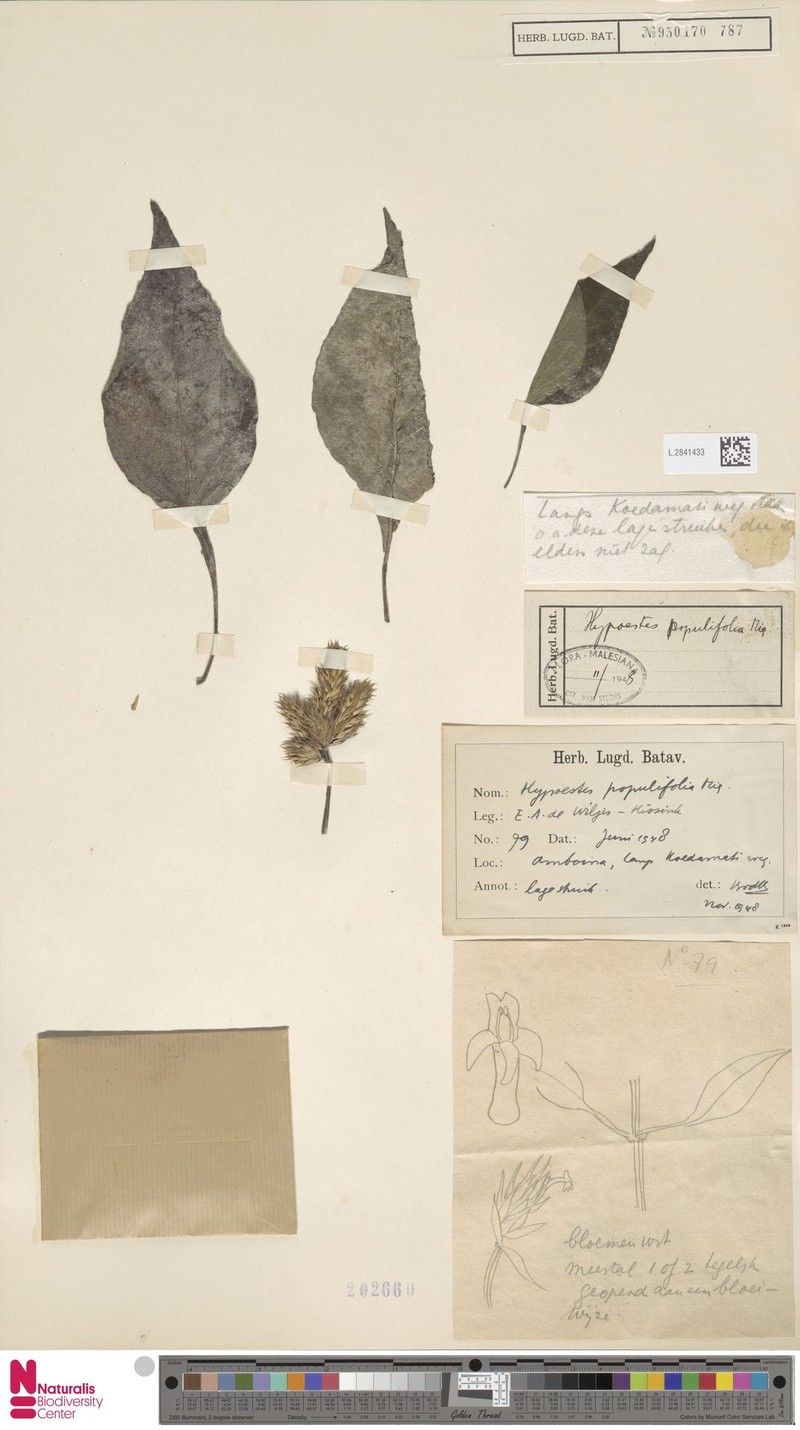 Hypoestes populifolia