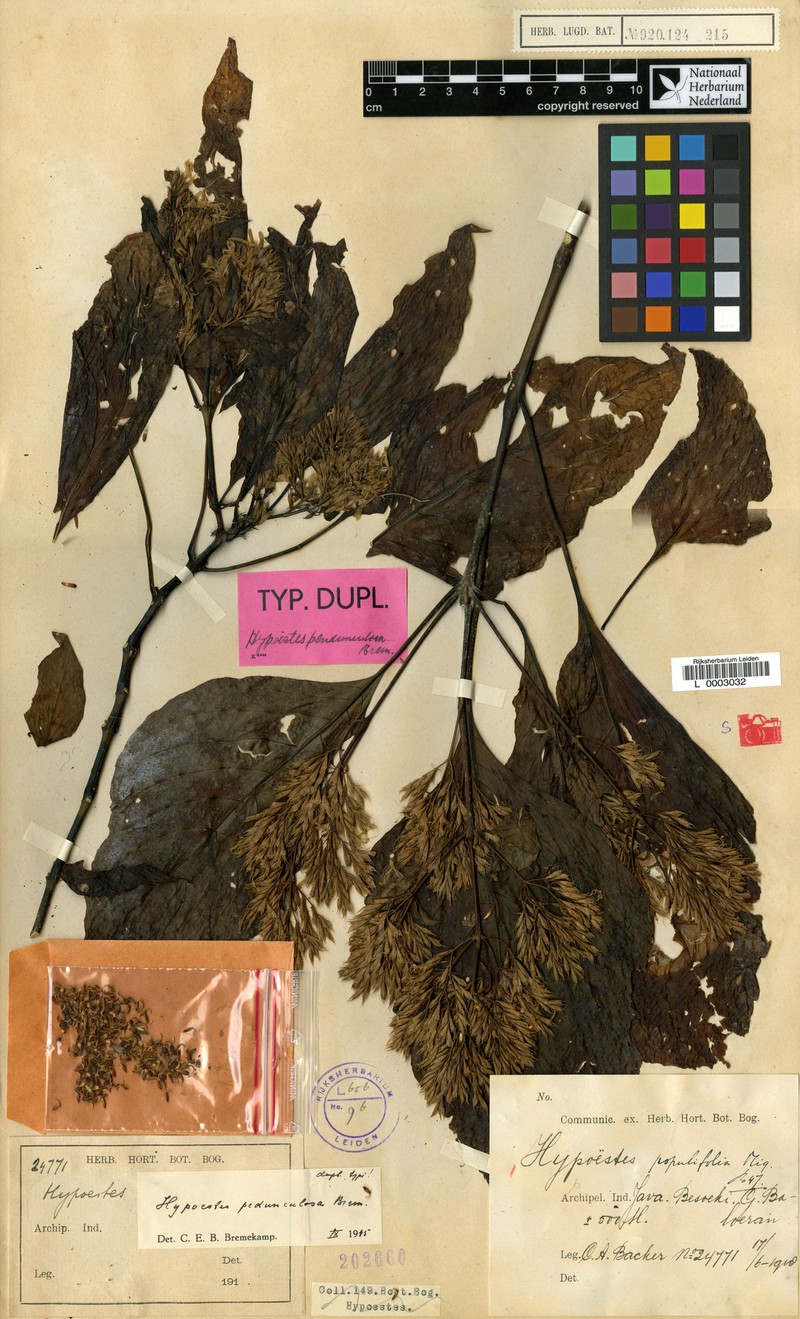 Hypoestes populifolia photo 2