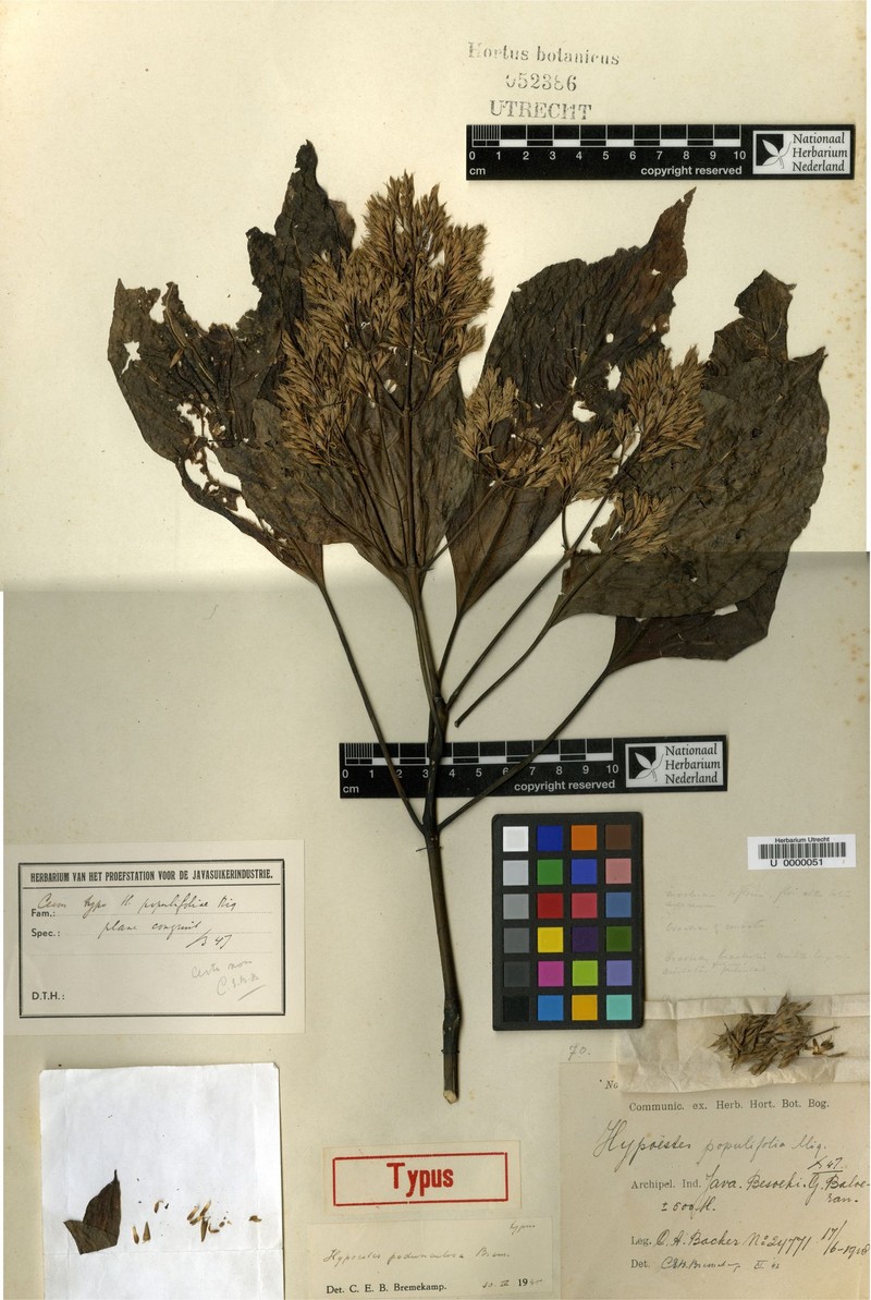 Hypoestes populifolia photo 3