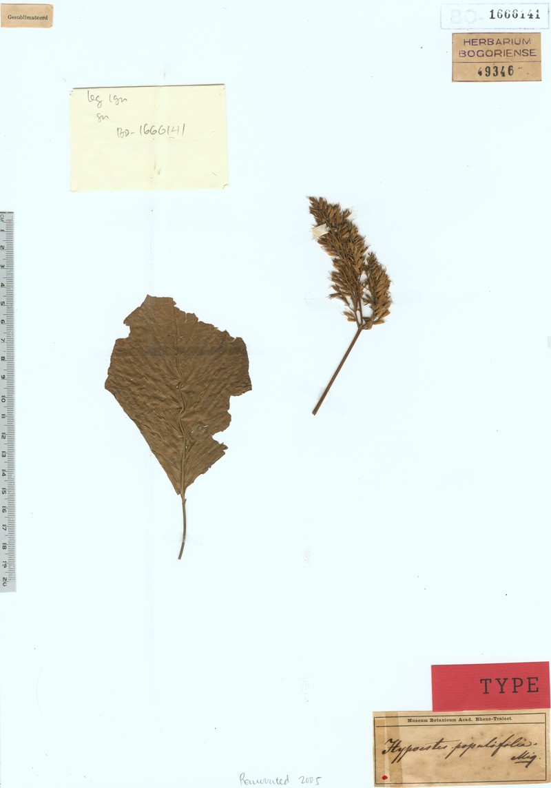 Hypoestes populifolia photo 4