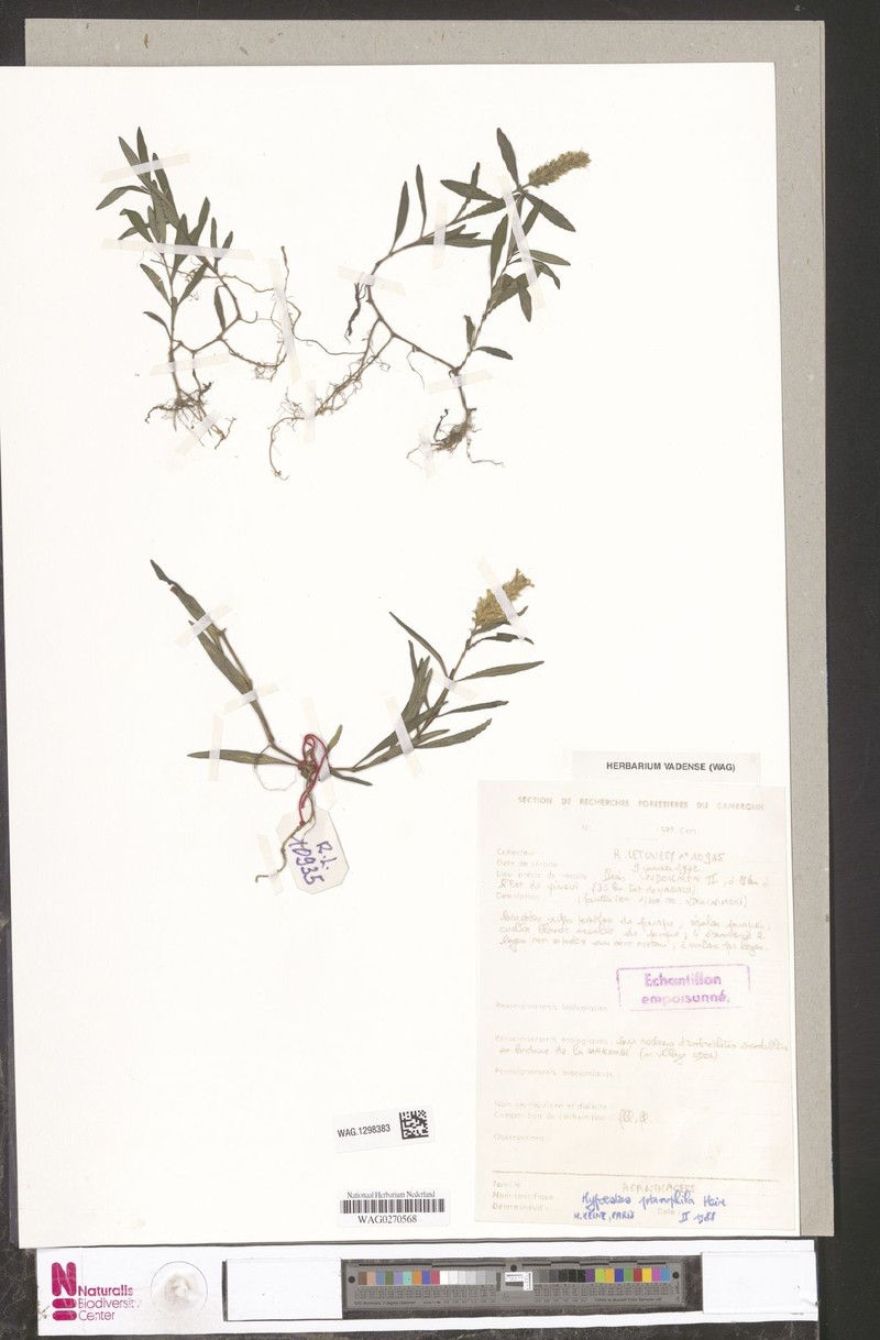 Hypoestes potamophila