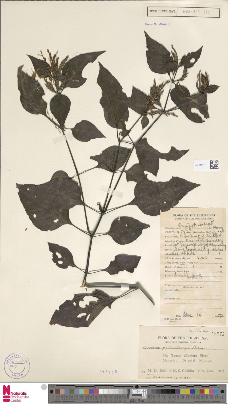 Hypoestes psilochlamys