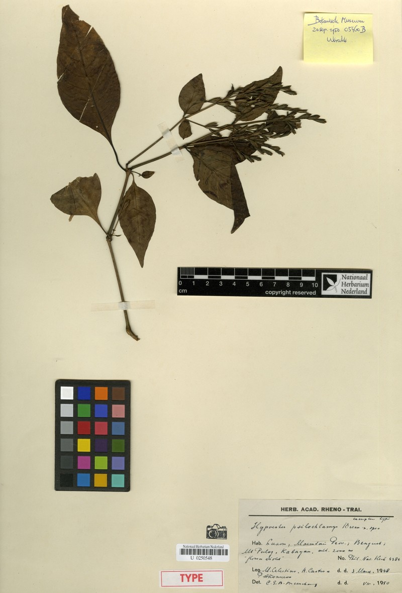 Hypoestes psilochlamys photo 2