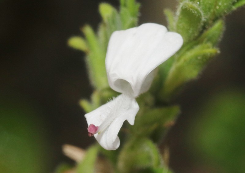 Hypoestes pubescens