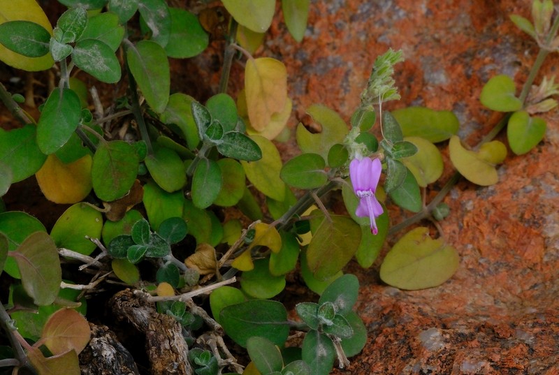 Hypoestes pubescens photo 2