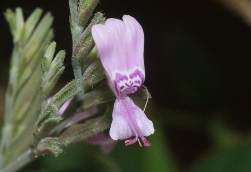 Hypoestes pubescens photo 3